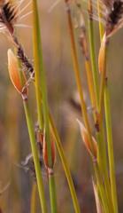 Askidiosperma nitidum