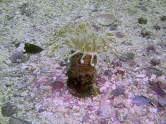 Ceriantheopsis austroafricanus