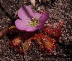 Drosera acaulis