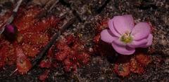 Drosera acaulis
