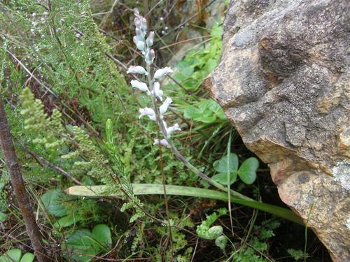 Lachenalia judithiae