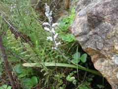 Lachenalia judithiae
