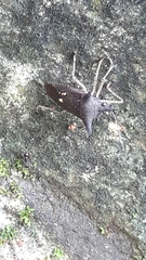 Proxys albopunctulatus