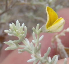 Aspalathus pedunculata