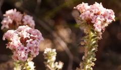 Elytropappus hispidus