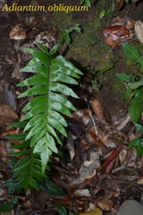 Adiantum obliquum
