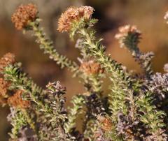 Elytropappus hispidus