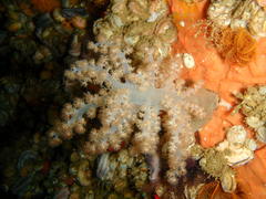 Eunephthya thyrsoidea