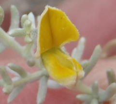 Aspalathus pedunculata