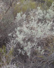 Aspalathus pedunculata