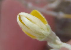 Aspalathus pedunculata