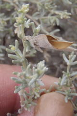 Aspalathus pedunculata