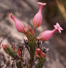 Erica junonia minor