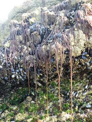 Nemalion elminthoides