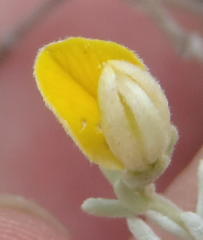 Aspalathus pedunculata