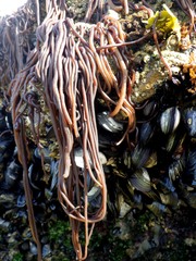 Nemalion elminthoides