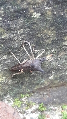 Proxys albopunctulatus
