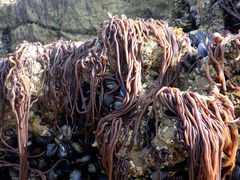 Nemalion elminthoides