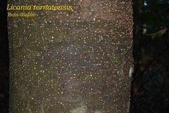 Licania ternatensis