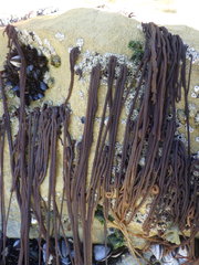 Nemalion elminthoides