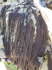 Nemalion elminthoides