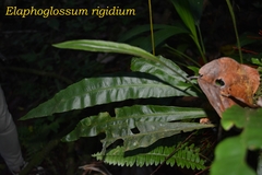 Elaphoglossum longifolium