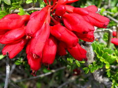 Schotia afra afra