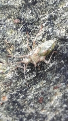 Proxys albopunctulatus