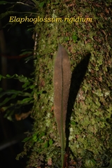 Elaphoglossum longifolium