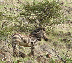 Equus zebra hartmannae