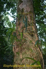 Elaphoglossum herminieri