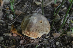 Hemileccinum depilatum