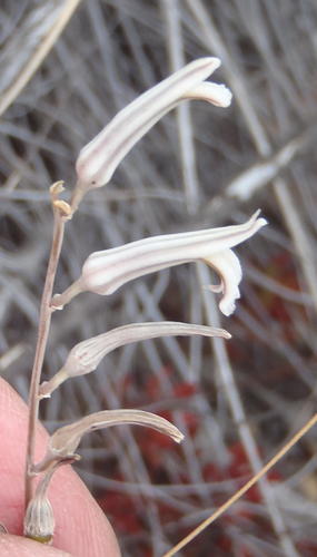 Haworthiopsis scabra