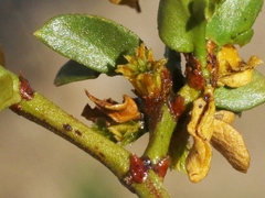 Asphondylia rosetta