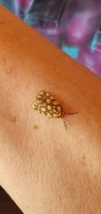 Miltochrista quadrilineata