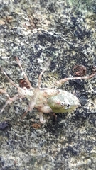 Proxys albopunctulatus