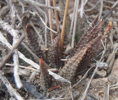 Haworthiopsis scabra