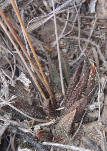 Haworthiopsis scabra