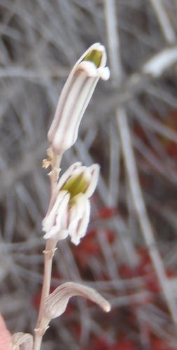 Haworthiopsis scabra