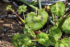 Pelargonium tetragonum