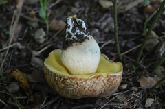 Hemileccinum depilatum
