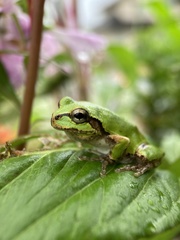 Hyla japonica