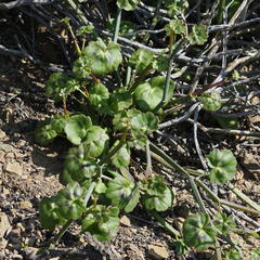 Pelargonium tetragonum