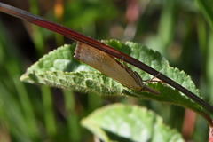 Xanthocrambus caducellus