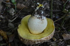 Hemileccinum depilatum