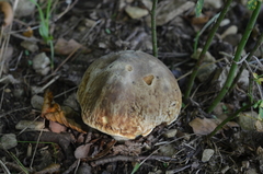 Hemileccinum depilatum