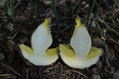 Hemileccinum depilatum