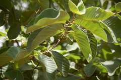 Annona holosericea
