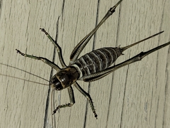 Pediodectes stevensonii