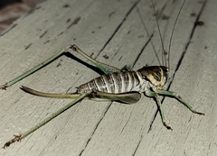 Pediodectes stevensonii